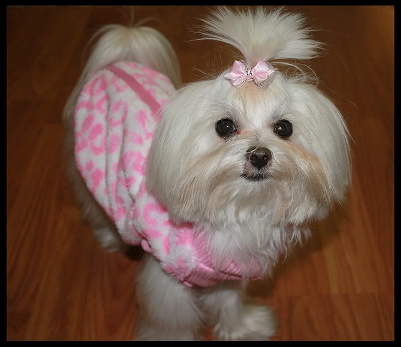 Winter Coats are here...FINALLY! Maltese Dogs Forum Spoiled Maltese